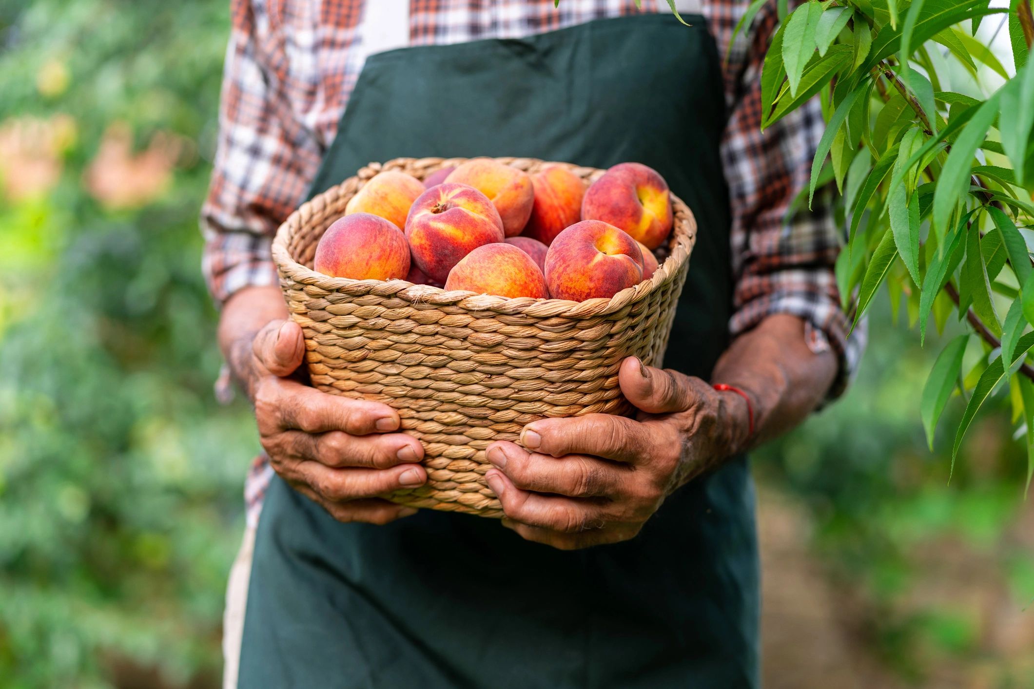 fresh peaches on tree farm