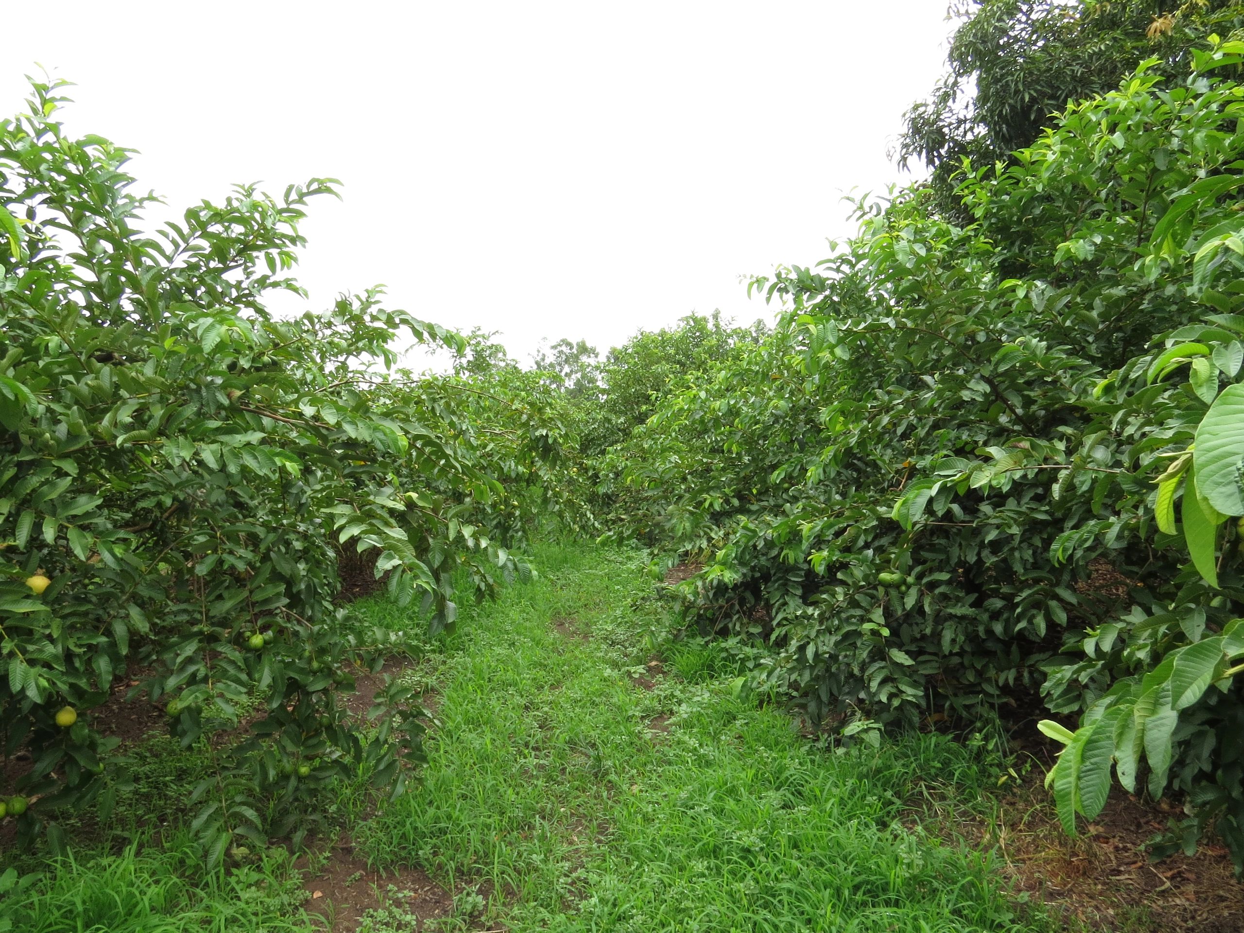 Children learning about farming