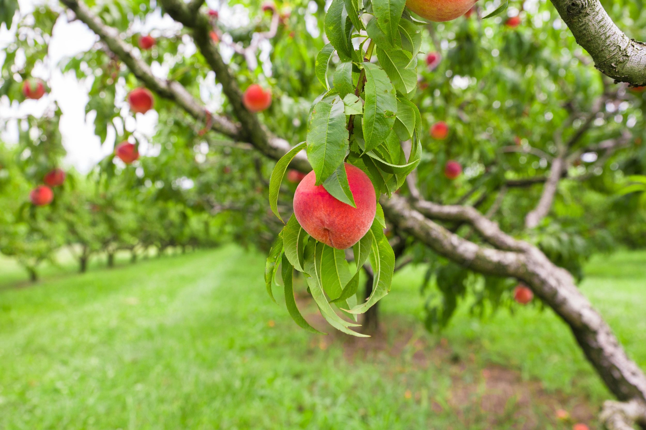 fresh peaches on tree farm