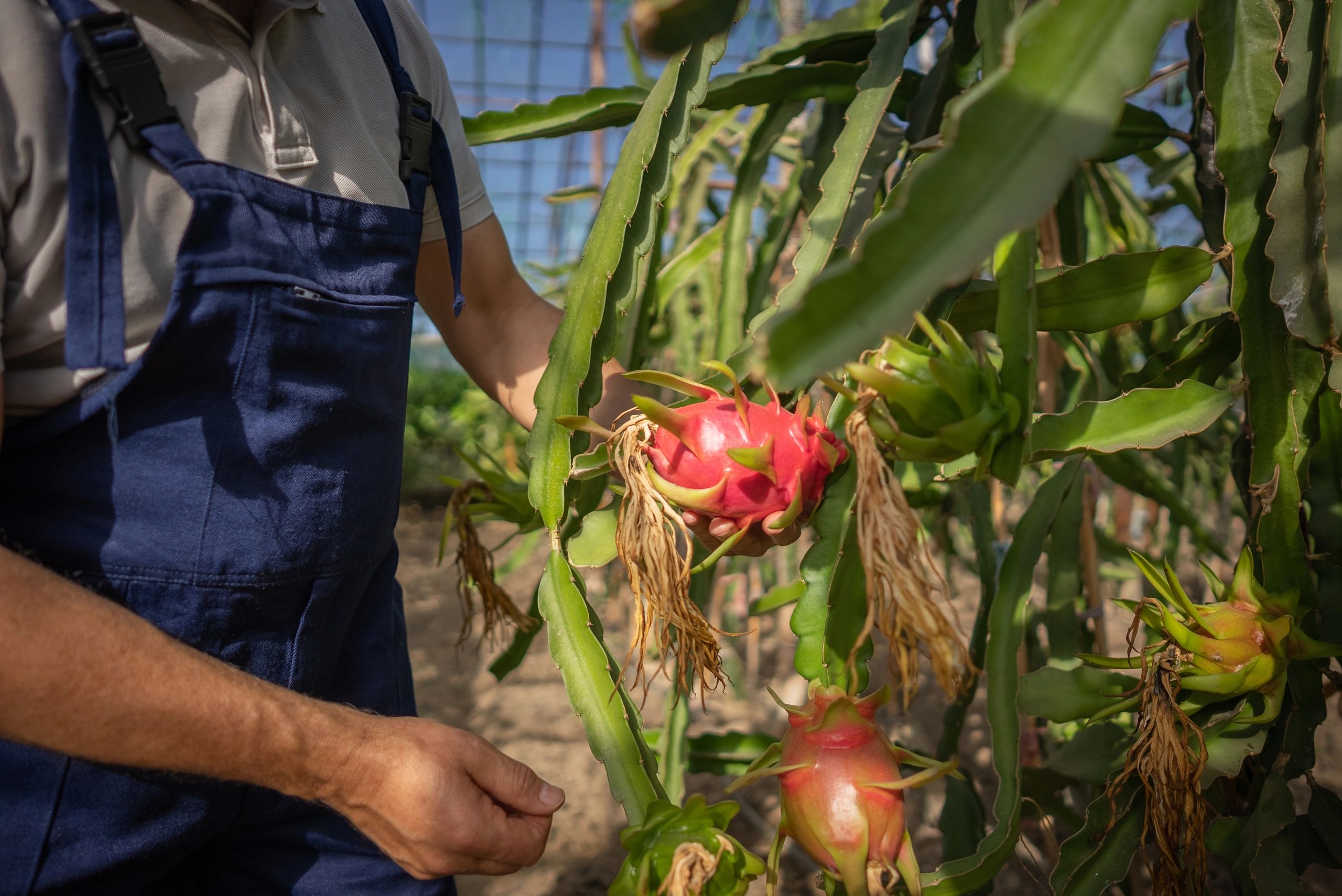 dragon fruit harvest