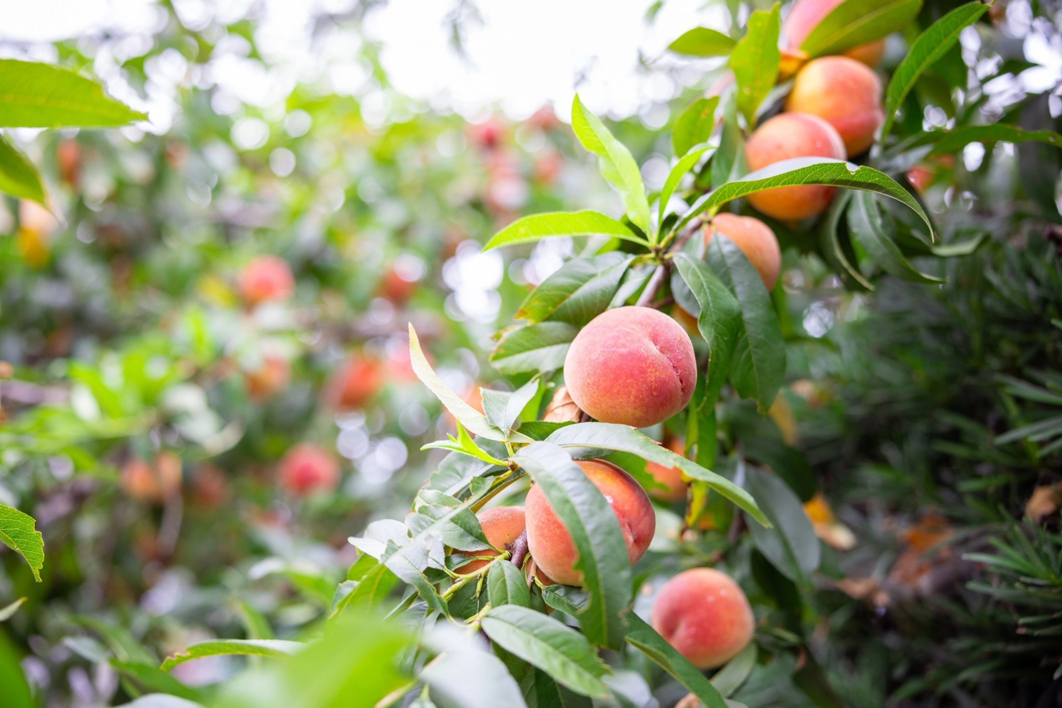 fresh peaches on tree farm