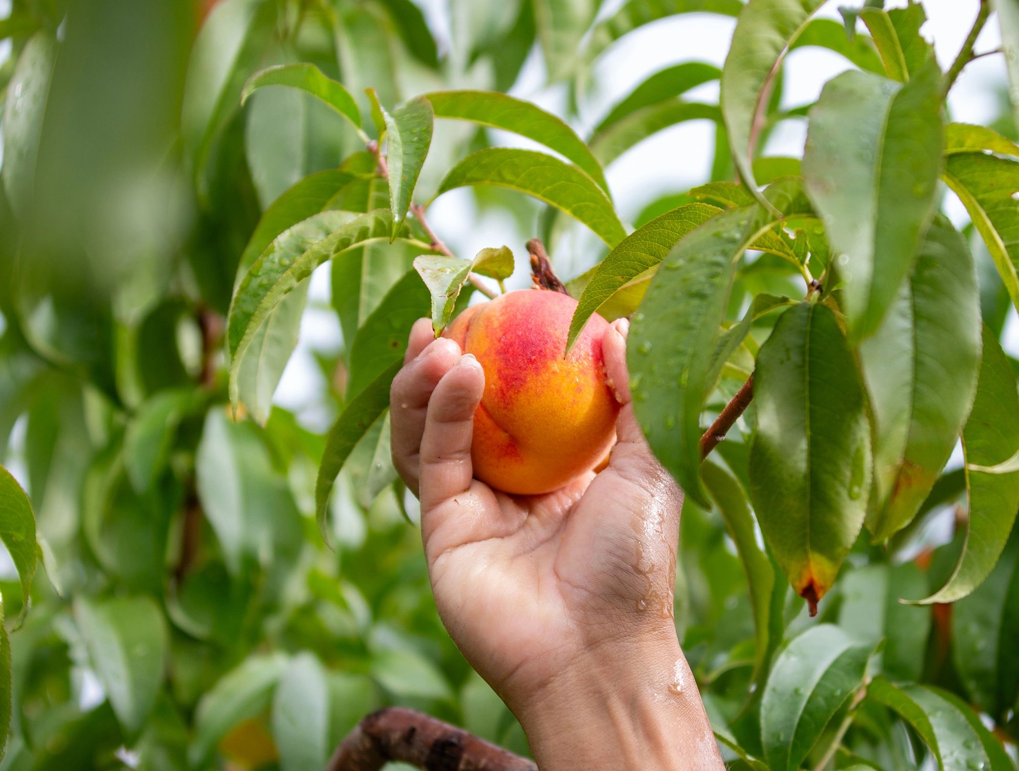 fresh peaches on tree farm