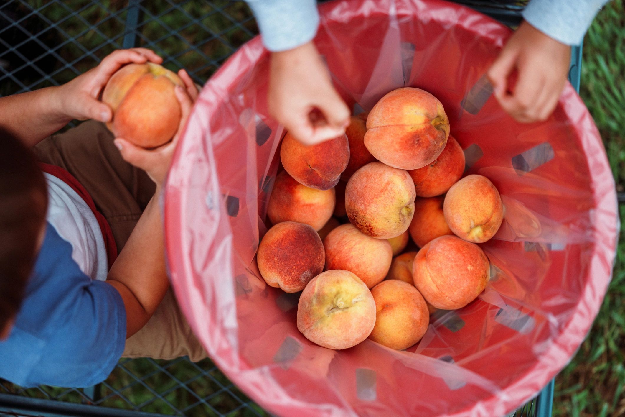 peach harvest basket