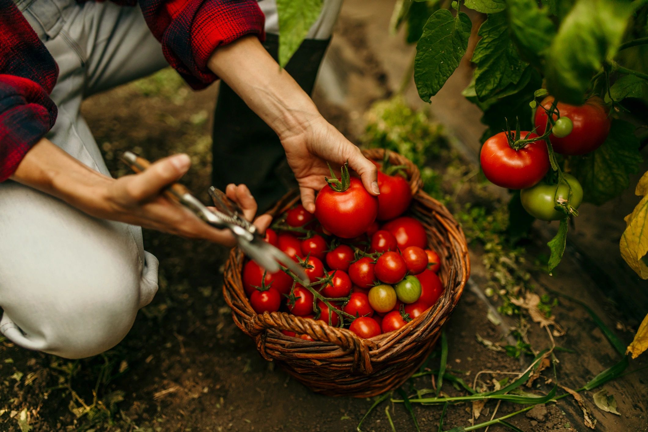 fresh fruit harvest